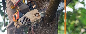 Best Tree Trimming and Pruning  in East Bethel, MN