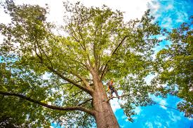 Best Commercial Tree Services  in East Bethel, MN