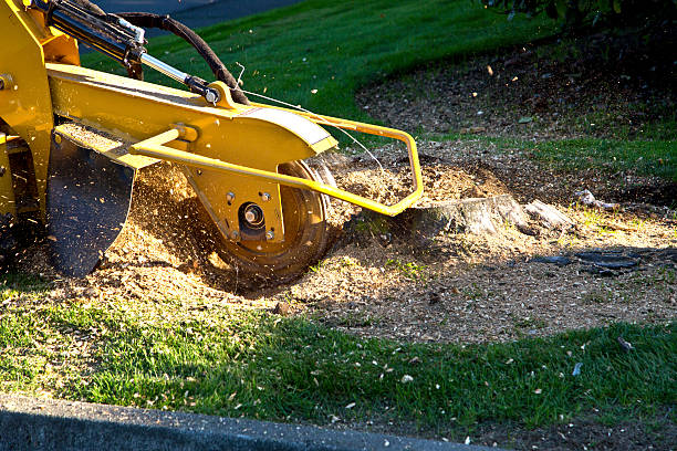 How Our Tree Care Process Works  in  East Bethel, MN