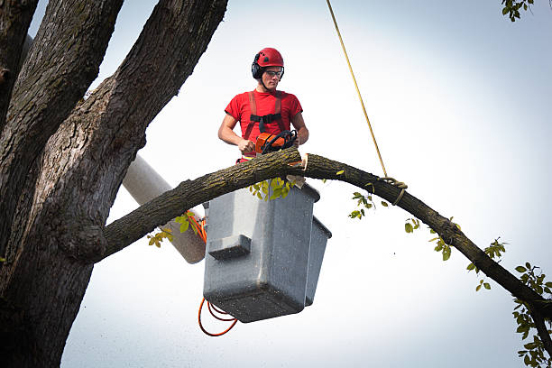 Best Stump Grinding and Removal  in East Bethel, MN