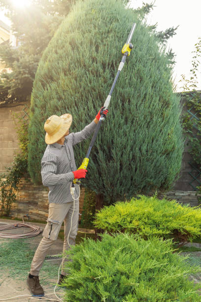 Best Root Management and Removal  in East Bethel, MN